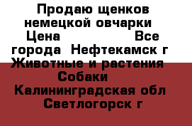 Продаю щенков немецкой овчарки › Цена ­ 5000-6000 - Все города, Нефтекамск г. Животные и растения » Собаки   . Калининградская обл.,Светлогорск г.